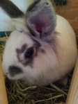 20121215_132149 Cleo in her hutch.jpg